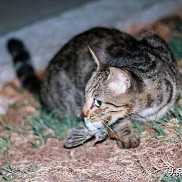 长沙猫咪配相关长尾关键词有哪些