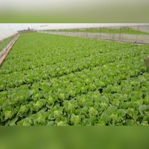 兰州娃娃菜上市时间？