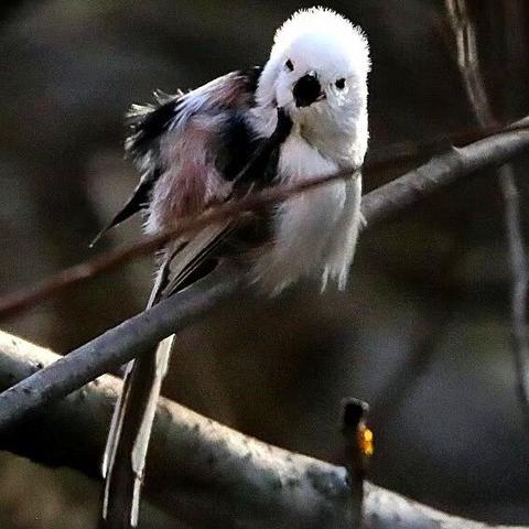 关于秋天成语大全的长尾关键词有哪些