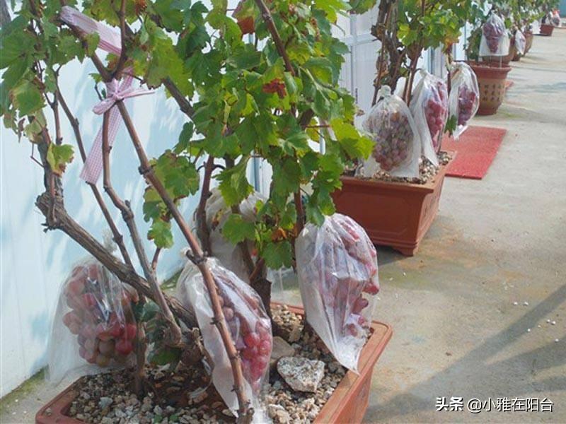 葡萄种盆栽种植方法图片欣赏,阳光棚玻璃房子种植葡萄可以吗?"