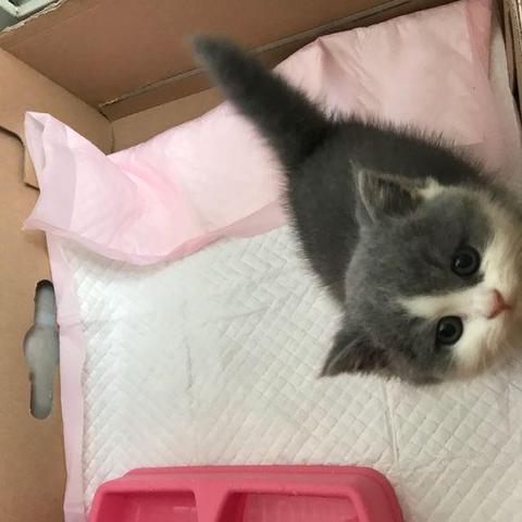 桂林英短猫舍相关长尾关键词有哪些