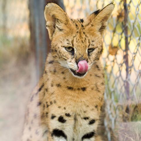 东莞市猫一般都躲在哪里