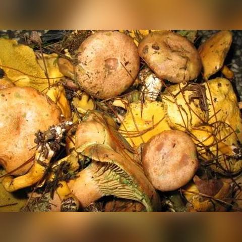厦门飘香屋桂林米粉的相关长尾关键词有哪些