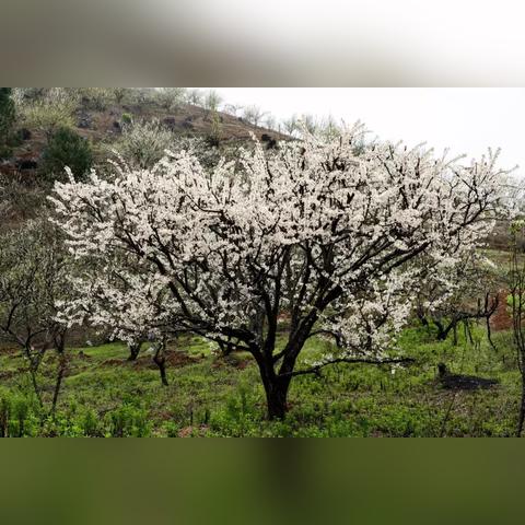 桂林三花图相关长尾关键词有哪些