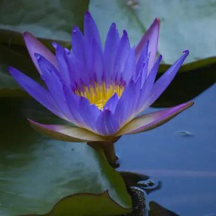 文昌贵人多的女命(命里文昌贵人的作用)