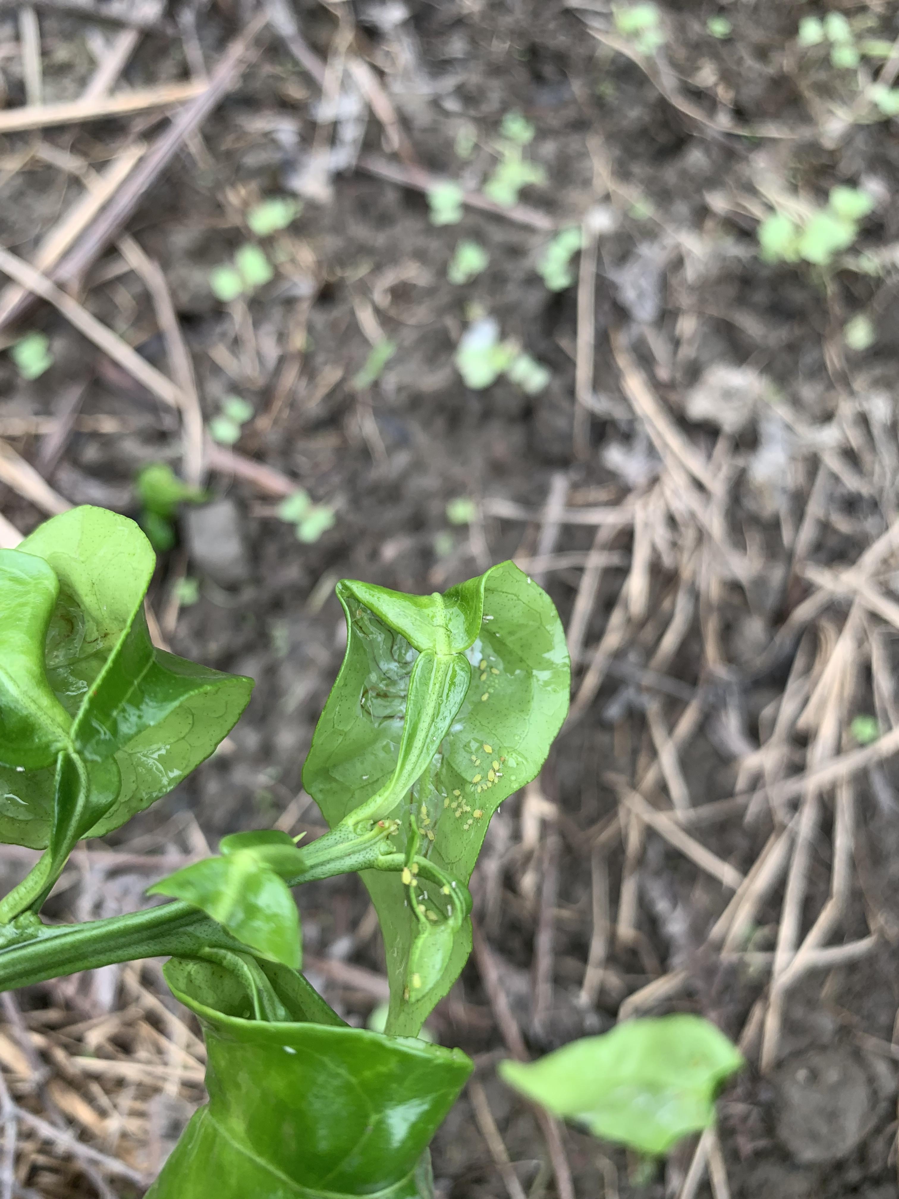 柑橘常見病蟲害蚜蟲_蔬菜果樹和柑橘的抗性薊馬白粉虱蚜蟲若何防治