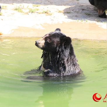 石家庄市动物园黑熊的长尾关键词有什么