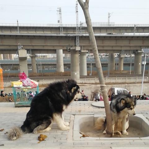 兰州市哪里买宠物药