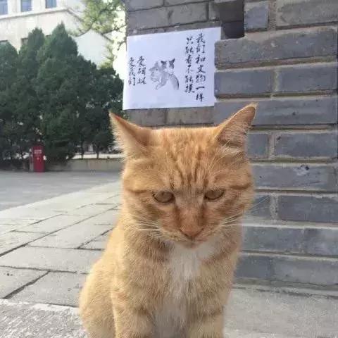 西安猫咪医院绝育相关长尾关键词有哪些
