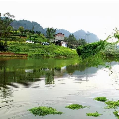 河南省养牛的相关长尾关键词有哪些