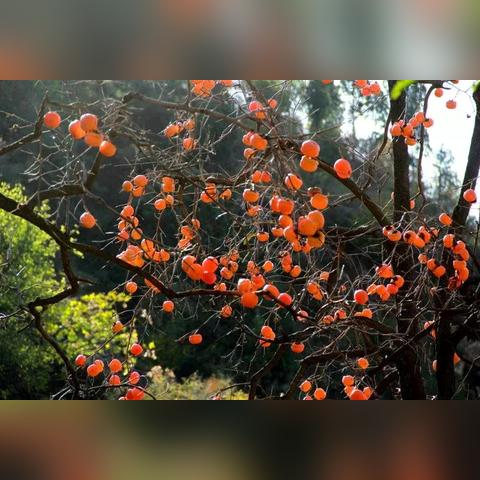 保定市公交挣多少钱了