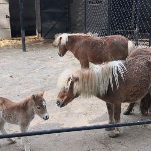 武汉市像什么动物