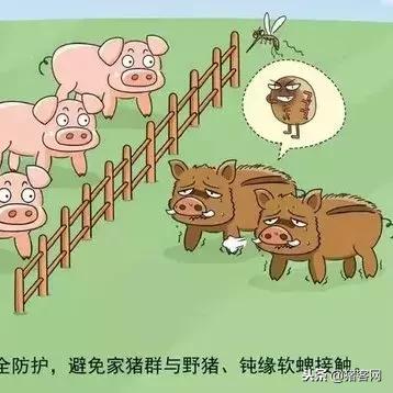 【福建今日生猪价格】2025年8月6日福建生猪价格是多少
