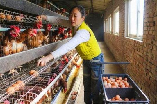 农村低成本的四个养殖项目，发展前景可观，想创业可以尝试一下