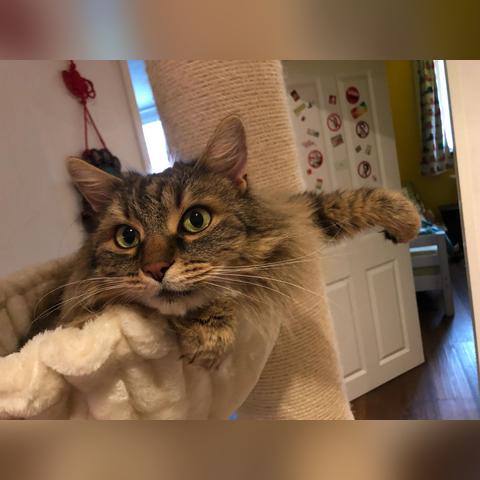 【天津宅猫网】相关长尾关键词有哪些