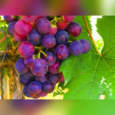 桂林葡萄山庄相关长尾关键词有哪些