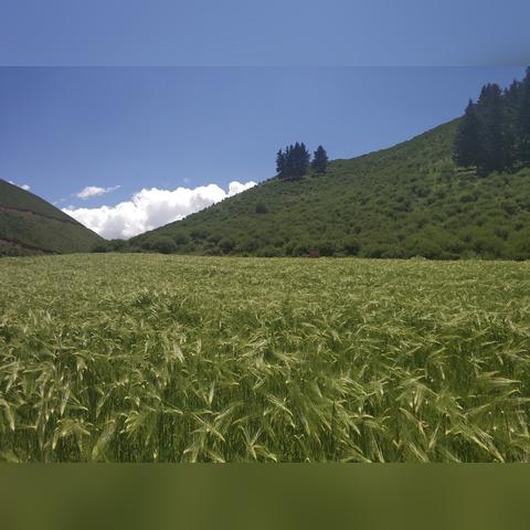 甘肃油菜花最佳旅游地？