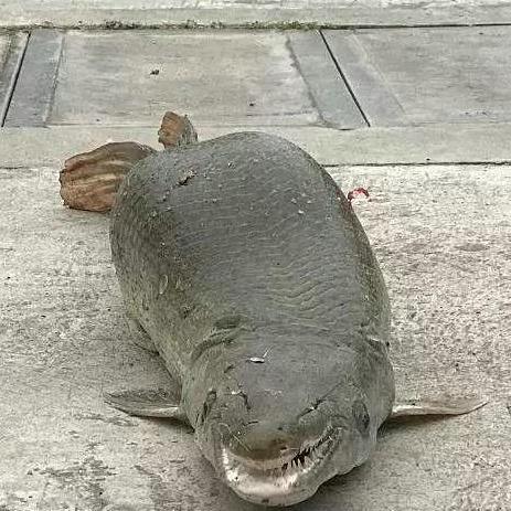 河南洪水怎么样啊