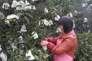 丑美人柑橘種植手藝視頻_都美竹爆料吳亦凡