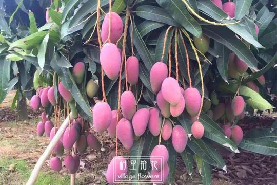 「芒果」对不起，我是杧果。