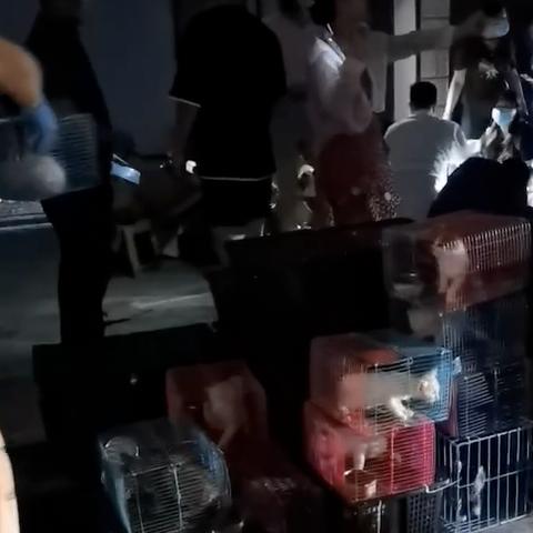 上海领养宠物有哪些