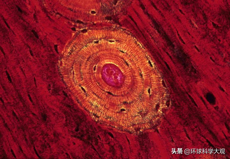 脑血管病杂志怎样写毕业论文NK细胞治疗的原理是什么