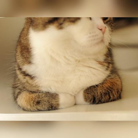 足球比赛犯规剪辑软件的长尾关键词有哪些