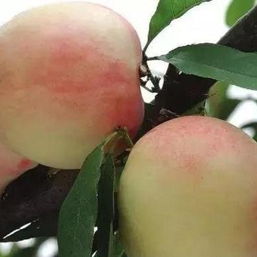 浙江慈溪有什么特产吗