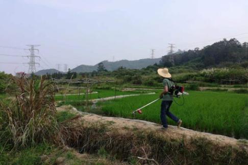 农民工返乡后还种地？不妨尝试下这几个项目，投资小回报大