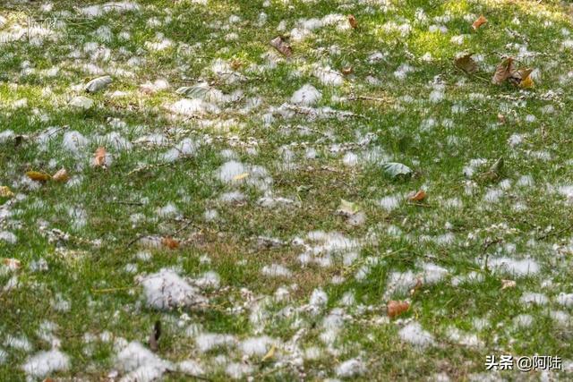 杨絮过敏怎么办