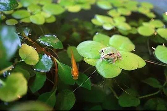 一种好看又冷门的观赏鱼-观背青鳉。让你清晰脱俗，告别随大流