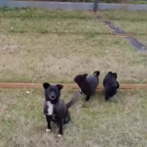 武汉市室内能养什么狗呢