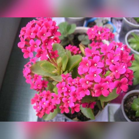 长春市氧气厂的具体地址在哪里