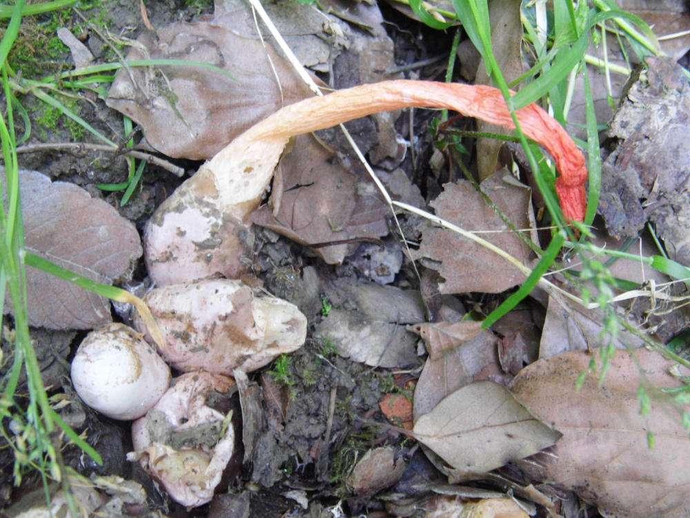 真菌学杂志参考文献自动生成如何进行鸡枞菌栽培