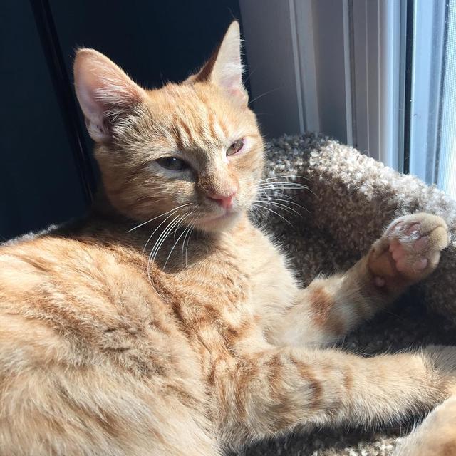 猫咪身上有味道正常吗