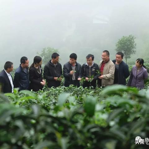 桂林市哪里产茶叶好卖点