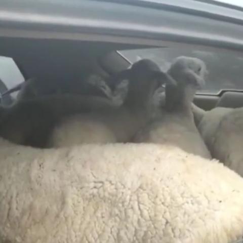 兰州市小车在哪里审验