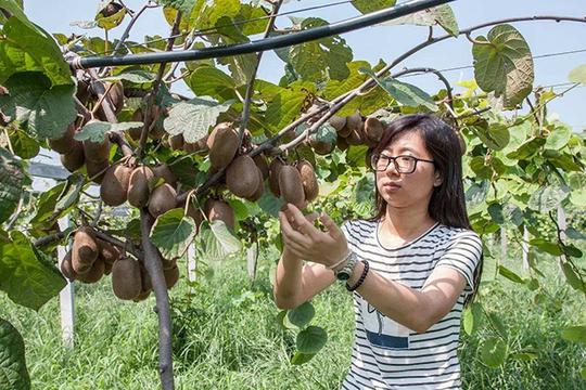 以前的“赔钱货”，变成“致富果”，让9成贫困户人均增收6360元