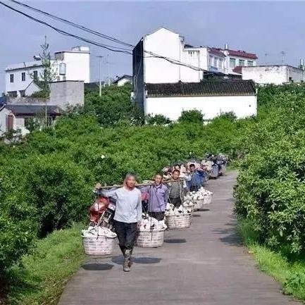 成都市区粑粑柑哪里便宜