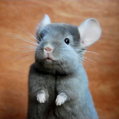 属鼠的人做什么生意好的长尾关键词有哪些