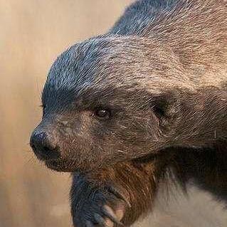 十二生肖运势水牛女命运(水牛女性格)