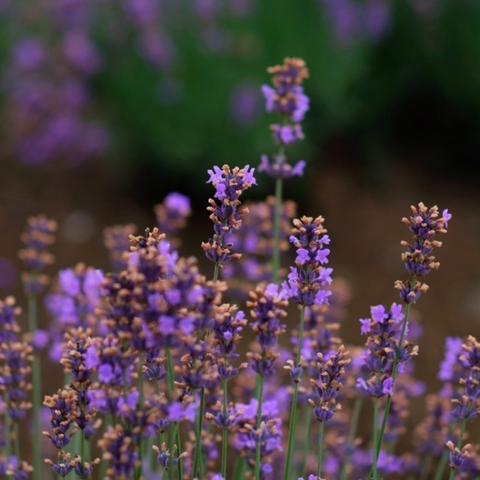 薰衣草无锡市哪里有卖的