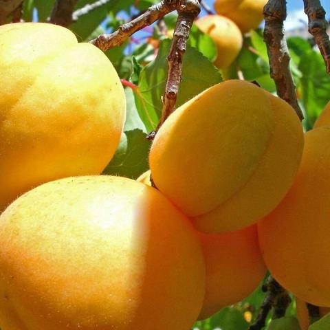 成都市内哪里摘水果好