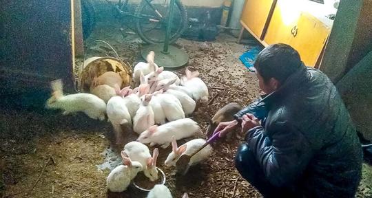 淮北农村单身大叔，工地打工家里养兔月入6000元，勤劳挣钱讨老婆