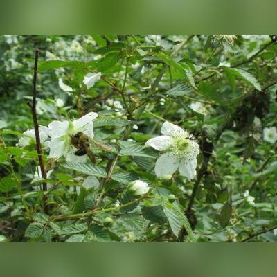 花瓣网类似的网站的长尾关键词是什么