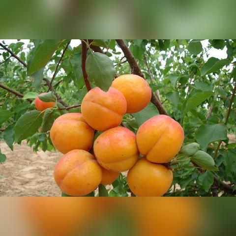 杏树主要有哪些品种？