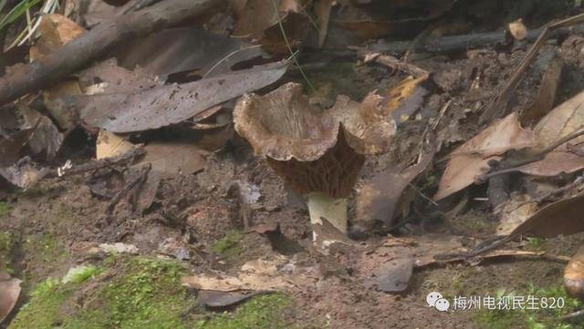 广东一医院3名新生儿死亡是怎么回事