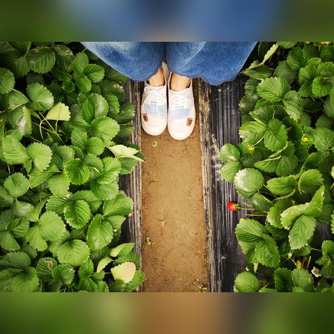 广州市摘草莓有什么规定