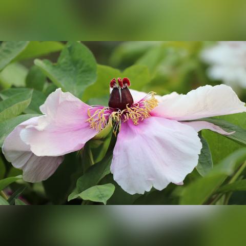 石家庄市出市区需要什么