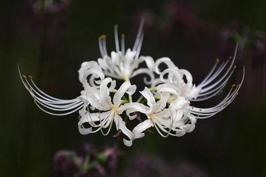 彼岸花花语和传说,彼岸花花粉有毒吗?